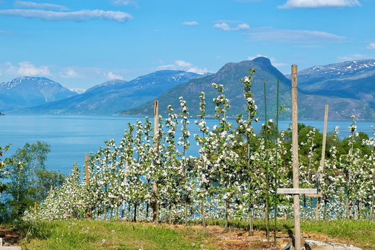 Colorful apple blossoms in full bloom in an orchard on the Hardangerfjord in  Norway