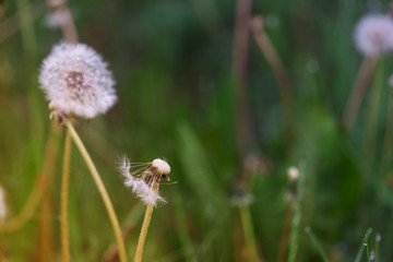 white fluffy dandelion on a background of green grass