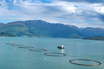 Salmon farm in a fjord between   mountains in Western Norway Hardanger fjord area at summer.