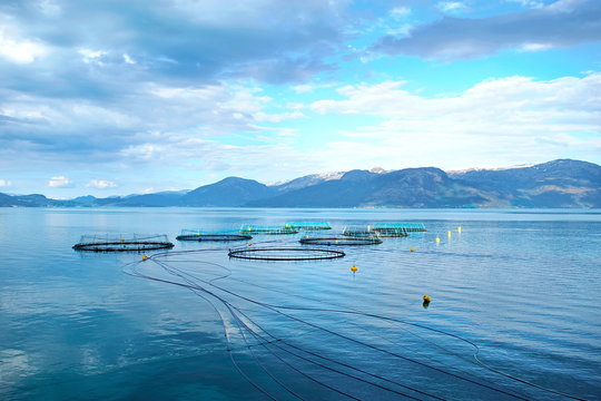 Salmon farm in a fjord between   mountains in Western Norway Hardanger fjord area at summer.