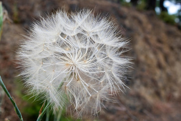 Obraz premium Close-up of Taraxacum islandiciforme plant. White feathers. It has a global structure.