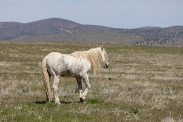 Fototapeta premium Magnificent Wild Horse Stallion