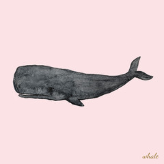 hand painted watercolor  sperm whale on isolate pink background