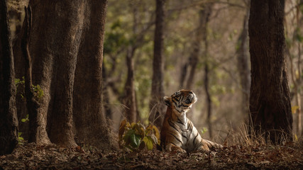 Amazing tiger in the nature habitat. Tigers pose during the golden light time. Wildlife scene with danger animal. Hot summer in India. Dry area with beautiful indian tiger. Panthera tigris. © photocech
