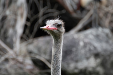 close - up of a head ostrich.