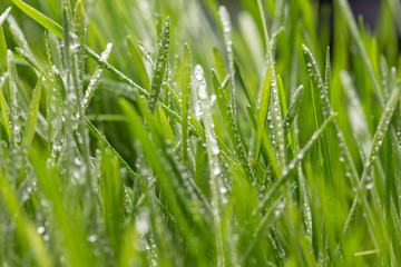 Fresh green grass with dew drops closeup. Nature Background