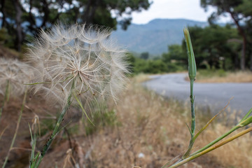 Close-up of Taraxacum islandiciforme plant. White feathers. It has a global structure. The road is in the background.