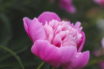 Beautiful pink peonies bokeh with greenery garden flowers bouquet closeup. Gentle background. Romance. Wallpaper. Out-of-focus