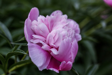 Fototapeta premium Beautiful pink peonies bokeh with greenery garden flowers bouquet closeup. Gentle background. Romance. Wallpaper. Out-of-focus