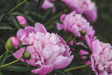 Beautiful pink peonies bokeh with greenery garden flowers bouquet closeup. Gentle background. Romance. Wallpaper. Out-of-focus