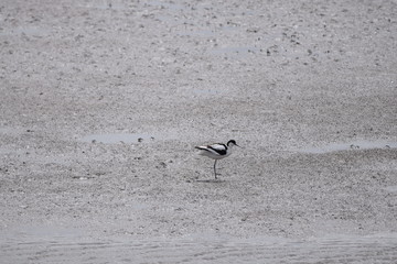 Avocet on the river bank
