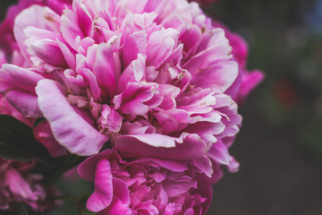 Beautiful pink peonies bokeh with greenery garden flowers bouquet closeup. Gentle background. Romance. Wallpaper. Out-of-focus