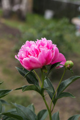 Beautiful pink peonies bokeh with greenery garden flowers bouquet closeup. Gentle background. Romance. Wallpaper. Out-of-focus