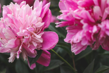 Beautiful pink peonies bokeh with greenery garden flowers bouquet closeup. Gentle background. Romance. Wallpaper. Out-of-focus