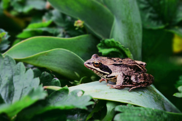 Grass frog on strawberry leaf