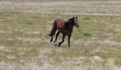 Magnificent Wild Horse Stallion