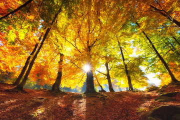 Sun rays through autumn trees. Natural autumn landscape in the forest. Autumn forest and sun as a background. Autumn - image