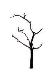 Dead tree natural in the white background