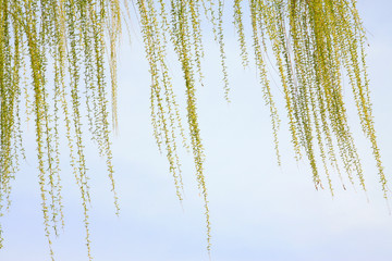 willow branches in the wild © junrong