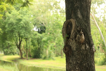 Big Tree Canal After Rainy Day