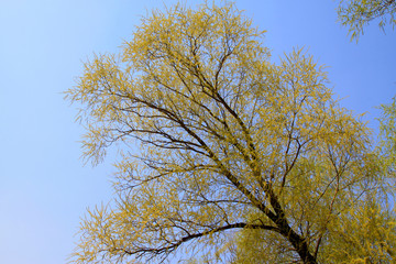 willow tree in the spring