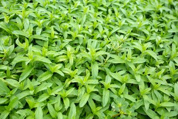 Green fresh organic mint field. Agriculture concept photo.