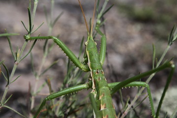 Rare insect, predator (Saga pedo)