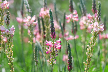 Sainfoin bloom, flowers and buds