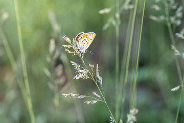 Butterfly golubyanka on a spikelet of grass