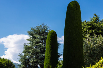 Beautiful cypress avenue surrounded by other trees with the blue sky background - Image