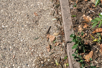 European wall lizard mimicry (Podarcis muralis) on the ground, common lizard looking at the camera - Image