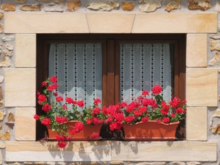 Fototapeta na wymiar Beautiful wooden window decorated with red flowers of intense colors
