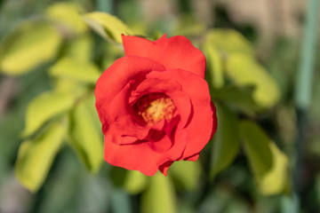 Obraz premium Beautiful red floribunda rose closeup, red rose petals close-up view - Image