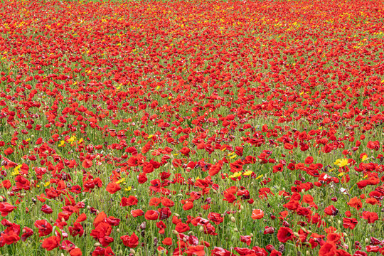 In a poppy field