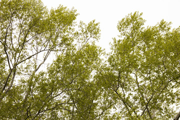 Obraz premium great background. Fresh foliage on trees in spring.
