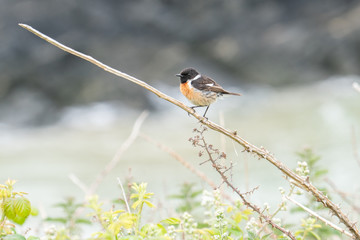 Stonechat