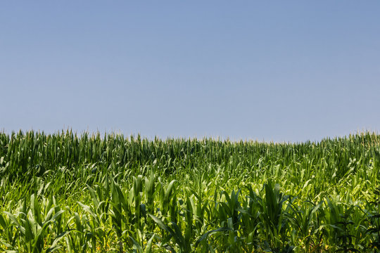 Green cornfield in summer with a blue sky - Image