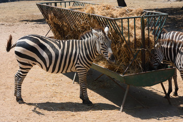 Zebra feeding at zoo, Colour Photo, Alentejo, Portugal