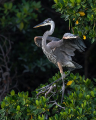 Great Blue Heron Landing
