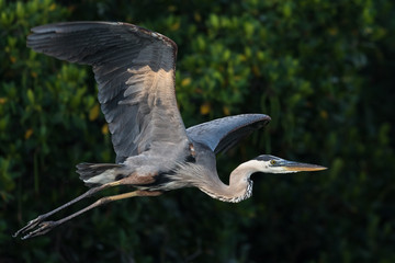 great blue heron in flight