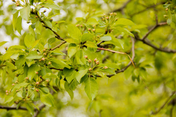 great background. Fresh foliage on trees in spring.