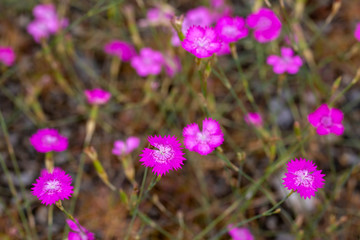 Mountain carnation, wild carnation ; Dianthus Carthusianorum. Wild flower.