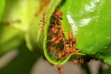 group red ant build ant nest from green leaf in nature at forest thailand