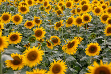 Fototapeta na wymiar A beautiful sunflower field. Agriculture concept photo.