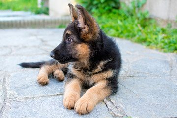 Il profilo di Sam, cucciola di pastore tedesco