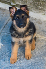 Lo Sguardo di Sam, cucciola di pastore tedesco