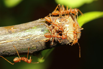 group red ant on stick tree in nature at forest thailand