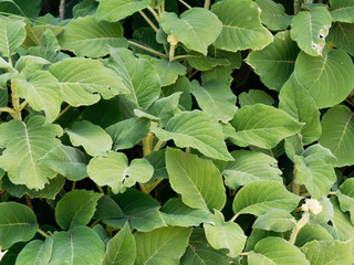 Hortensia ou hydrangea arbustive (Hydrangea aspera sargentiana) aux grandes et longues feuilles...
