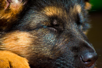 Il sonnellino di Sam, cucciola di pastore tedesco