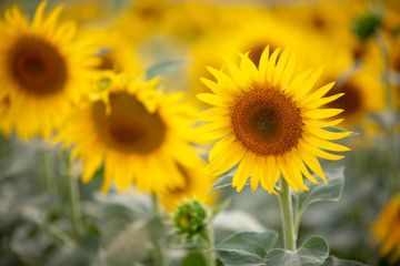 Fototapeta premium A beautiful sunflower field. Agriculture concept photo.